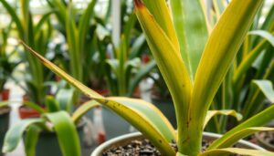 Overwatered Yucca Plant Diseases Pictures: Spot the Signs Before It’s Too Late